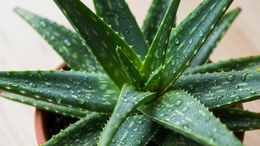 Aloe Vera for Hair Loss: Does It Work?